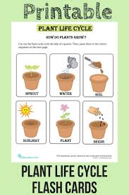 Plant Life Cycle Flash Cards Your Budding Botanists Will Love These Flash Cards That Encourage Science And Curiosity About Plant Life Cycle Plants Plant Life