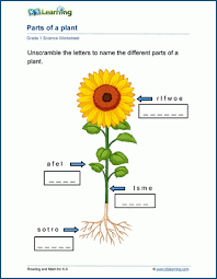 All with a sunflower theme. Grade 1 Plants Worksheets K5 Learning