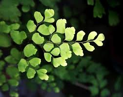 Location in order to support the growth of the maidenhair fern which originates from the humid tropics, you should choose a suitable place for it. How To Care For A Maidenhair Fern Houseplant Resource Center