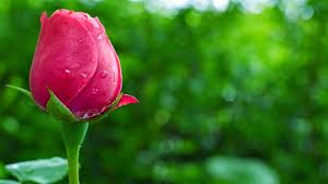 Bunga terkecil di dunia adalah wolffia. 10 Gambar Bunga Cantik Dan Indah Gambar Top 10