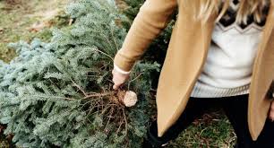 We are fully insured with very competitive prices. 16 Types Of Christmas Trees