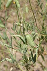 Image result for Crotalaria podocarpa