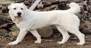 They are absolutely massive, and their size played a crucial part in their survival and work. Turkmenistan Celebrates A New National Holiday To Honour Native Dog Breed Alabai Dh Latest News Dh News Latest News News International Turkmenistan Alabai Dogs Akhal Teke Horses Native Dog Breed