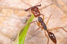 Trap Jaw Ant Odontomachus Sp Dsc 3194 Ants Macro Photography Insects