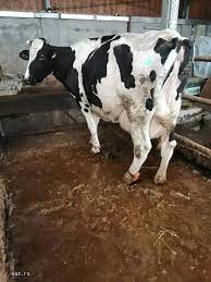 Abatoare modulare pentru pasari, iepuri, ovine, porcine. Abator Care Cumpara Porci Grasi