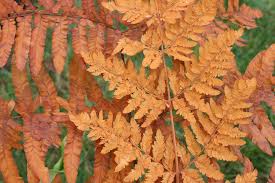 Image result for Osmunda regalis