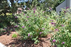 Image result for buddleia davidii