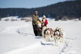 Avec environ 14 km de pistes de ski alpin, schnepfenried est l'un des plus grands domaines skiable les balades en raquettes ou avec des chiens de traineaux et le ski de fond sont aussi possibles à schnepfenried. La Neige Arrive Les Vacances Aussi Hotel Deybach Munster Alsace