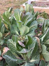 Get it as soon as wed, may 5. Winter Weeds Collard Greens And Peach Tree Information North Carolina Cooperative Extension