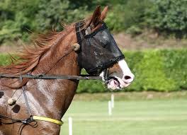 Can You Ride A Horse With Fly Mask On Plus 5 Horsefly Tips