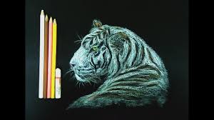 white tiger by oil pastels and color pencils in black chart