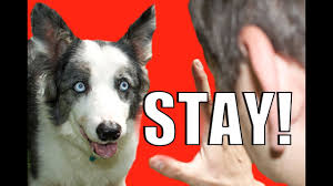 People, kids, other dogs, other animals, cars. How To Train Your Dog To Not Run Away How To Teach Your Dog To Stay While Distracted Youtube
