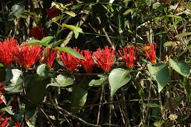 Image result for Englerina