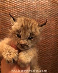 Lynx kitten kitten breeds fluffy kittens cats and kittens pretty cats beautiful cats highlander cat kittens cutest cute cats. Lynx For Sale