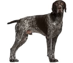 1159 wiggins lake road gladwin, mi 48624 united states. German Shorthaired Pointer Dog Breed Facts And Information Wag Dog Walking