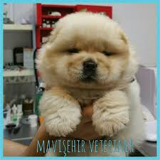mavisehir veteriner klinik dostlarimiz panosundaki pin