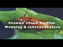 94 Dreams About Beetles Meaning Interpretation Meant To Be Interpretation Dream Meanings
