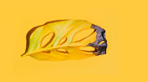 When the plant gets more stress, it produces vibrant colors. Can Yellow Leaves Turn Green Again Planet Houseplant