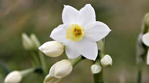 Hoa thủy tiên trắng thuộc họ hoa thủy tiên, có tên khoa học là narcissus papyraceus, rất quen thuộc, dễ dàng trồng được trong chậu hoặc bình hoa đặt trong nhà. Hoa Thá»§y Tien Biá»ƒu TÆ°á»£ng Cá»§a Sá»± Thá»‹nh VÆ°á»£ng Va Giau Co