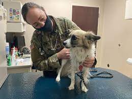 By visiting our site, you agree to our privacy policy regarding cookies, tracking statistics, etc. Plan Ahead When Pcs Involves Family Pets Article The United States Army