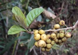 Image result for Embelia ruminata