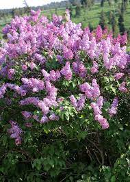 Pin By Ed Mccue Photography On Flower Photography Lilac Tree Shrubs Lilac Bushes