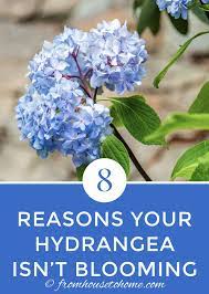 Why Are My Hydrangeas Not Blooming Hydrangea Not Blooming Smooth Hydrangea Flowers Perennials