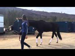 Louis Horse With Wobblers Syndrome Walking After Treatment With The Assisi Loop Youtube