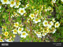 They are perennial plants that have beautiful flowers with pure white petals fanning out from a yellow center. Soft Macro Focus Image Photo Free Trial Bigstock