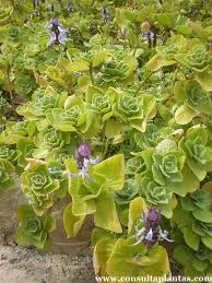Image result for Coleus caninus