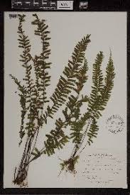 Image result for Asplenium buettneri