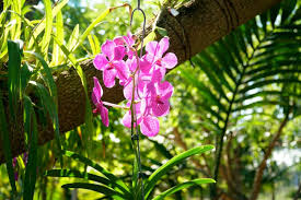 Make every moment an #avasmoment. Why You Must Visit The Naples Botanical Garden In Naples Fl
