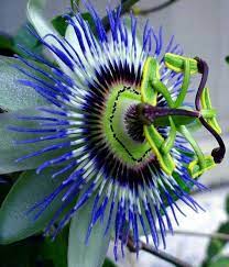 Passiflora Caerulea Passion Flower Beautiful Flowers Pictures Passion Vine