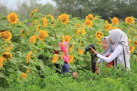 Kebun_bunga_matahari_jombang, jombang, jawa timur, indonesia. Lokasi Dan Harga Tiket Masuk Kebun Bunga Matahari Bantul Jogja Spot Wisata Ngehits Cocok Untuk Pecinta Selfie Daka Tour