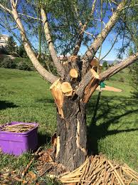 Check spelling or type a new query. Bark Peeling Off Weeping And Globe Willow Trees 320027 Ask Extension
