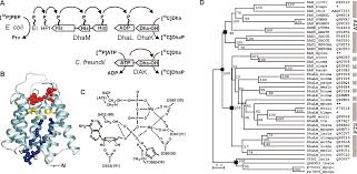 Adenine nucleotide translocator (ant), also known as the adp/atp translocase (ant), adp/atp carrier protein (aac) or mitochondrial adp/atp carrier, exchanges free atp with free adp across the inner mitochondrial membrane. From Atp As Substrate To Adp As Coenzyme Journal Of Biological Chemistry