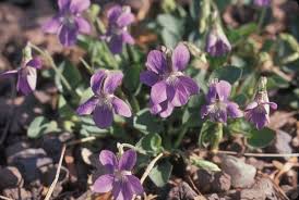 Image result for Viola abyssinica