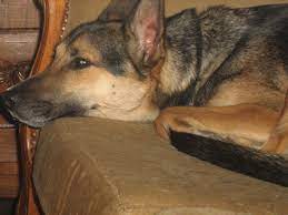 Yannig, Watching Dog Borstal | Believe It Or Not, He Went Ri… | Flickr