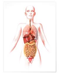 Movement of population has been a neglected area of research in bangladesh, as compared with the other two demographic processes. Anatomy Of The Female Body With Internal Organs Posters And Prints Posterlounge Com