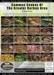 snakes of durban a photographic guide kwazulu natal