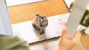 Cat Labour & Giving Birth - What You Need To Know | Purina
