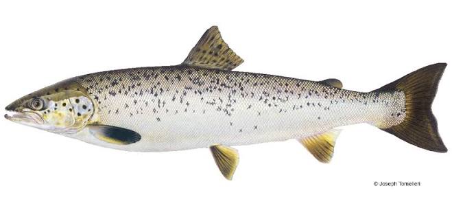 Landlocked Atlantic Salmon | Vermont Fish & Wildlife Department