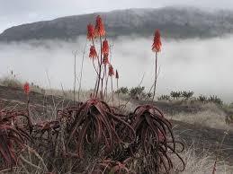 Image result for Aloe cameronii × christianii