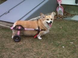 Corgi Sandy And Her Dog Wheelchair Dog Wheelchair Corgi Dogs