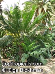 Image result for Cycas thouarsii