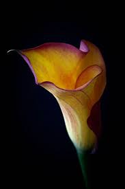 Calla Lily Wikipedia The Free Encyclopedia Calla Lily Amazing Flowers Yellow Flowers