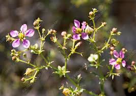 Image result for Fagonia