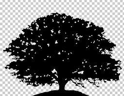 Download high quality oak tree silhouette clip art from our collection of 41,940,205 clip art graphics. Oak Tree Silhouette Drawing Png Clipart Acorn Art Black Black And White Branch Free Png Download