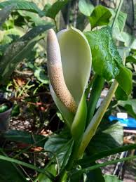 Philodendron brasiliense là một loài thực vật có hoa trong họ ráy (araceae). Genus Thaumatophyllum Inaturalist