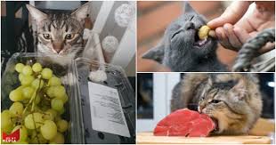 Ia kucing putih yang besar. Jangan Ambil Mudah Makanan2 Yang Undang Padah Pada Kucing Tanpa Sedar